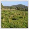 T010 photos