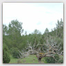 T011 photos